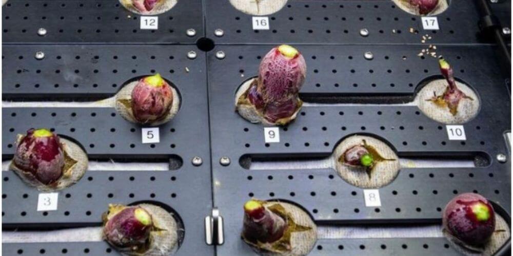 astronautas-cultivan-los-primeros-rabanos-en-el-espacio-y-resulta-todo-un-éxito-rabanos-cultivados-hortalizas-movidatuy.com