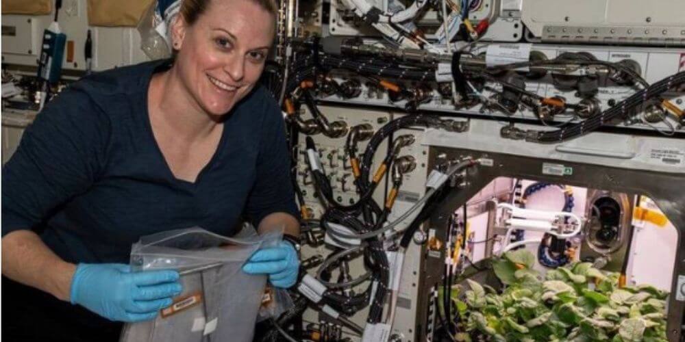 ✌️ Astronautas cultivan los primeros rábanos en el espacio y resulta todo un éxito ✌️