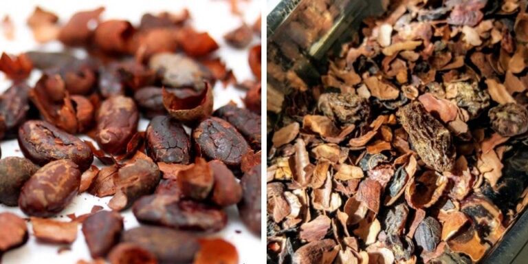 Beneficios y usos de la cascarilla de cacao para la salud