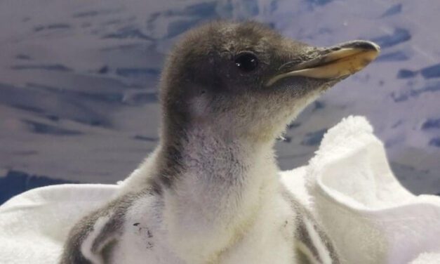 ✌️ En un acuario vivirá el primer pingüino originario de México ✌️