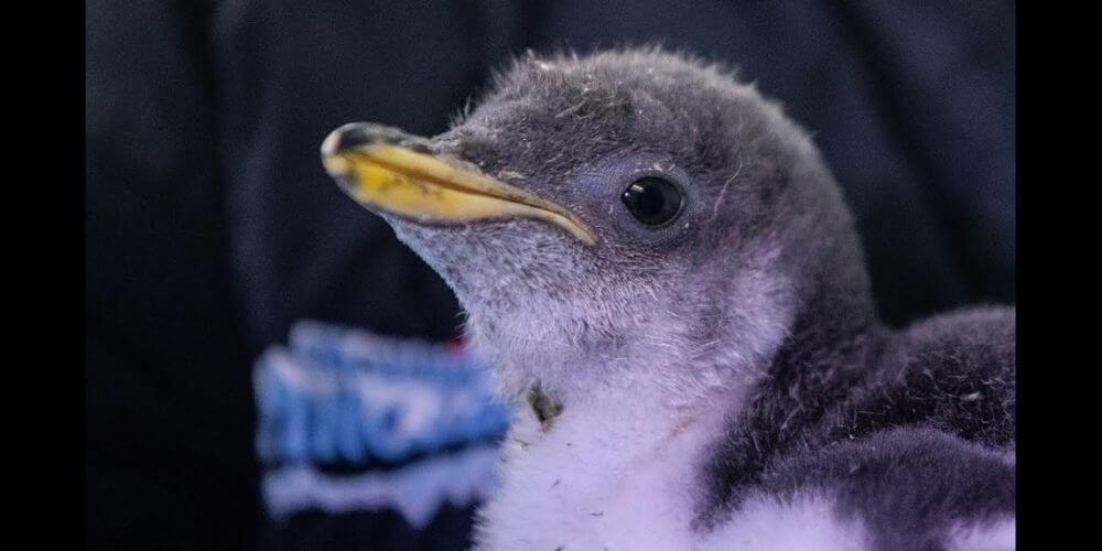 en-un-acuario-vivirá-el-primer-pingüino-originario-de-mexico-alex-movidatuy.com