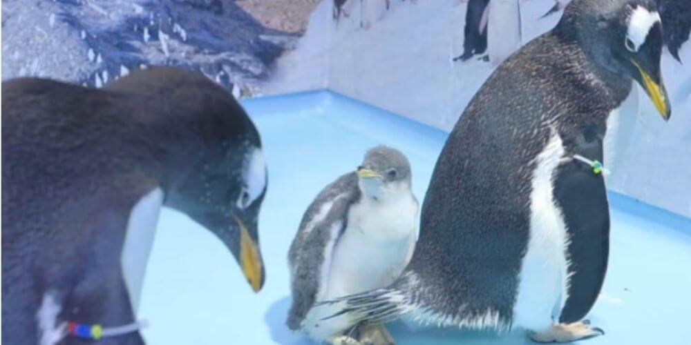 en-un-acuario-vivirá-el-primer-pingüino-originario-de-mexico-aves-pinguinos-movidatuy.com