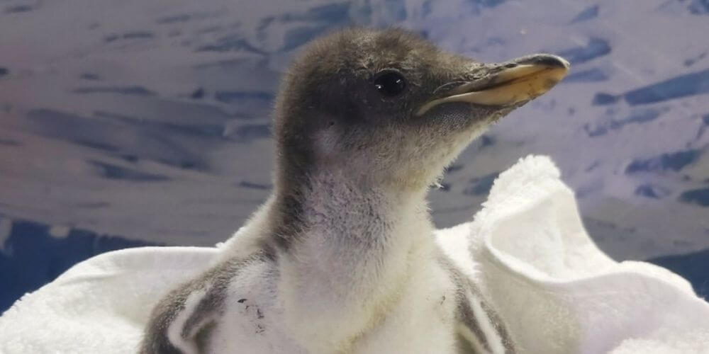 ✌️ En un acuario vivirá el primer pingüino originario de México ✌️