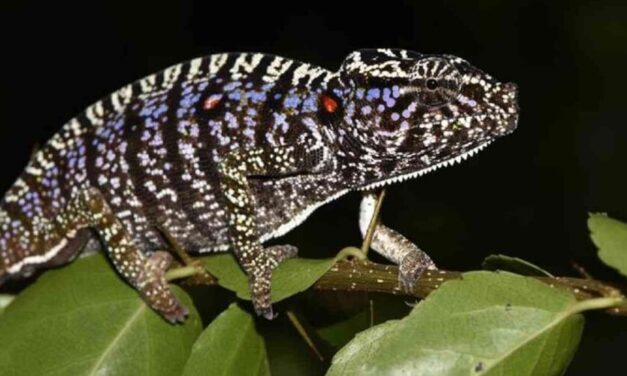 ✌️ Especie de Camaleón perdido hace más de un siglo reaparece en Madagascar ✌️