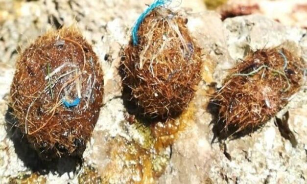 ✌️ Estas esferas son las Bolas de Neptuno y eliminan grandes cantidades de plástico ✌️
