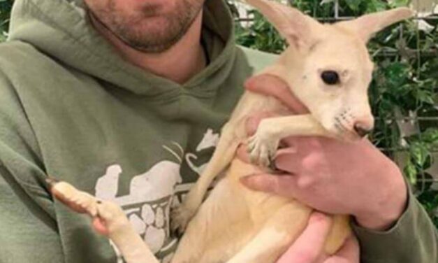 ✌️ Nace el primer canguro blanco en un zoológico de Estados Unidos ✌️