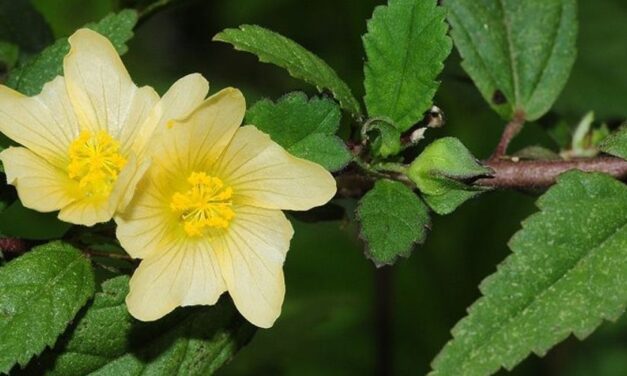 🌿 ¿Para qué sirve la Malva de Cochino? Usos y propiedades medicinales 🌿