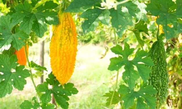 🌿 Propiedades, beneficios y usos medicinales del Cundeamor 🌿