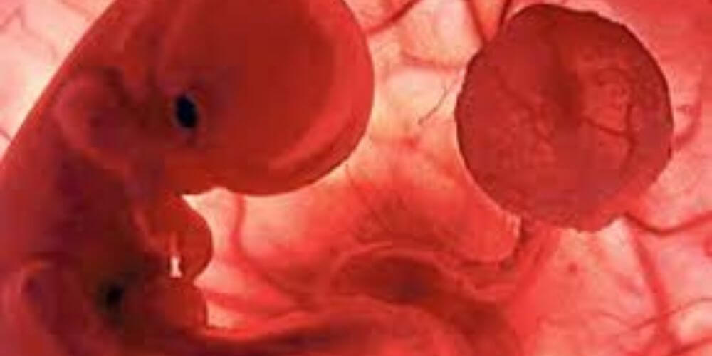 tras-estudios-encuentran-restos-de-plastico-en-la-placenta-de-embarazadas-embrion-10-semanas-movidatuy.com