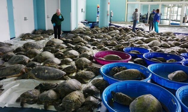 ✌️ Al menos 1.700 tortugas marinas fueron rescatadas del frío de Texas ✌️