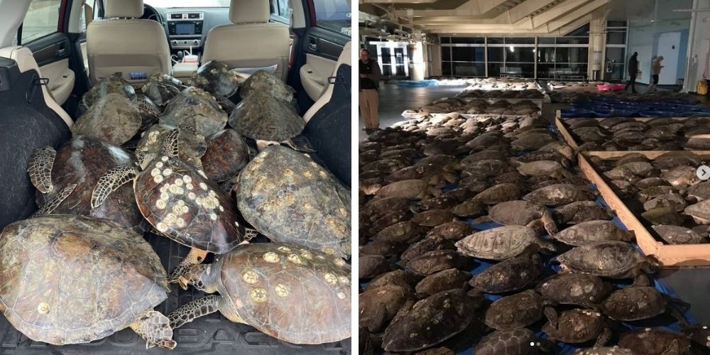 al-menos-1.700-tortugas-marinas-fueron-rescatadas-del-frio-de-texas-rescate-especie-movidatuy.com