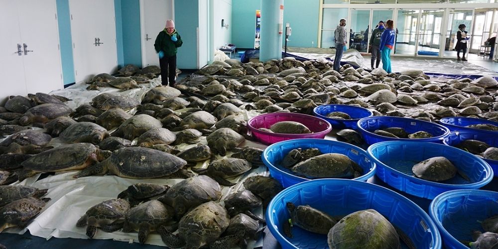 ✌️ Al menos 1.700 tortugas marinas fueron rescatadas del frío de Texas ✌️