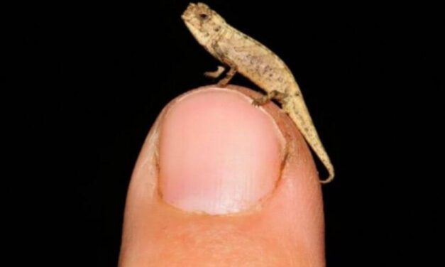 ✌️ Conoce al “nanocamaleón”, es el reptil más pequeño del mundo ✌️