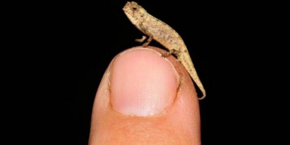 ✌️ Conoce al “nanocamaleón”, es el reptil más pequeño del mundo ✌️