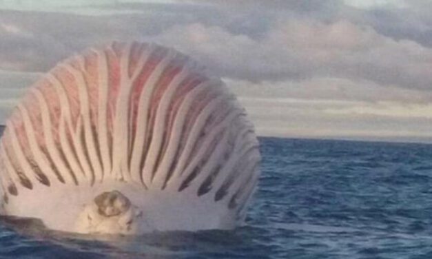 😮 De aquella vez que encontraron un inmenso globo rosado en el océano Índico 😮