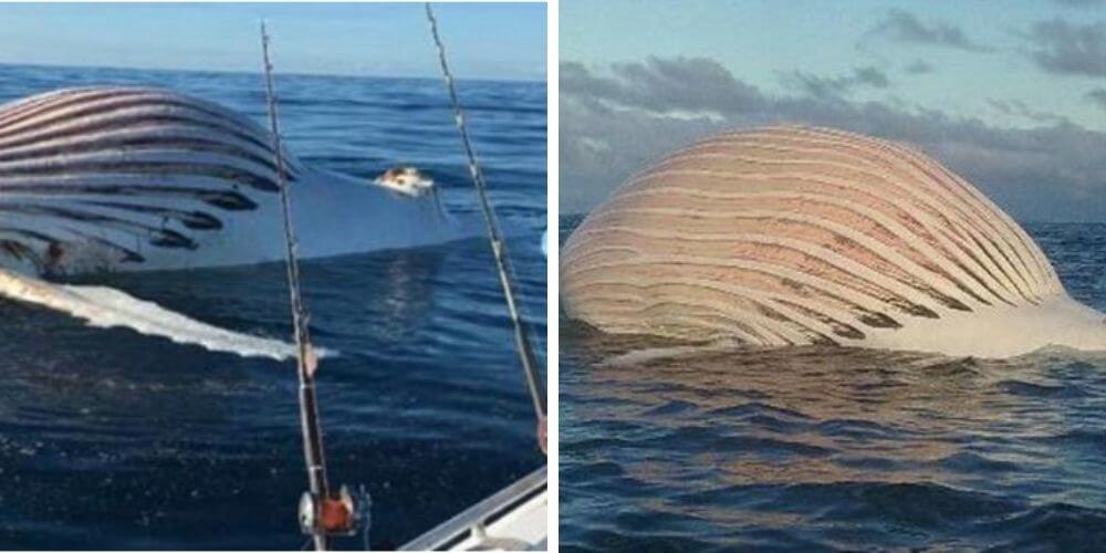 de-aquella-vez-que-encontraron-un-inmenso-globo-rosado-en-el-oceano-indico-ballena-muerta-movidatuy.com