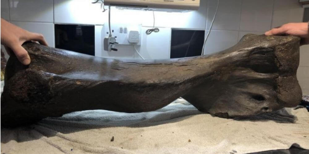 dos-hermanos-hallaron-un-fosil-que-podria-ser-de-un-mamut-de-isla-inglesa-hueso-gigante-movidatuy.com