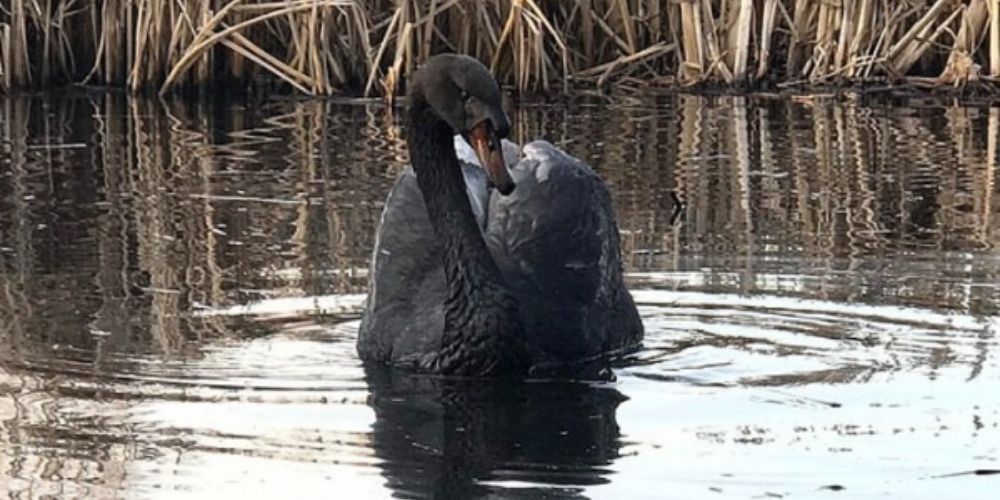 😮 Encuentran y rescatan a un cisne completamente de negro 😮