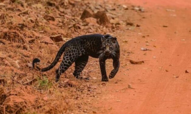 ✌️ Fotógrafo captura la belleza de un extraño leopardo negro en la India ✌️