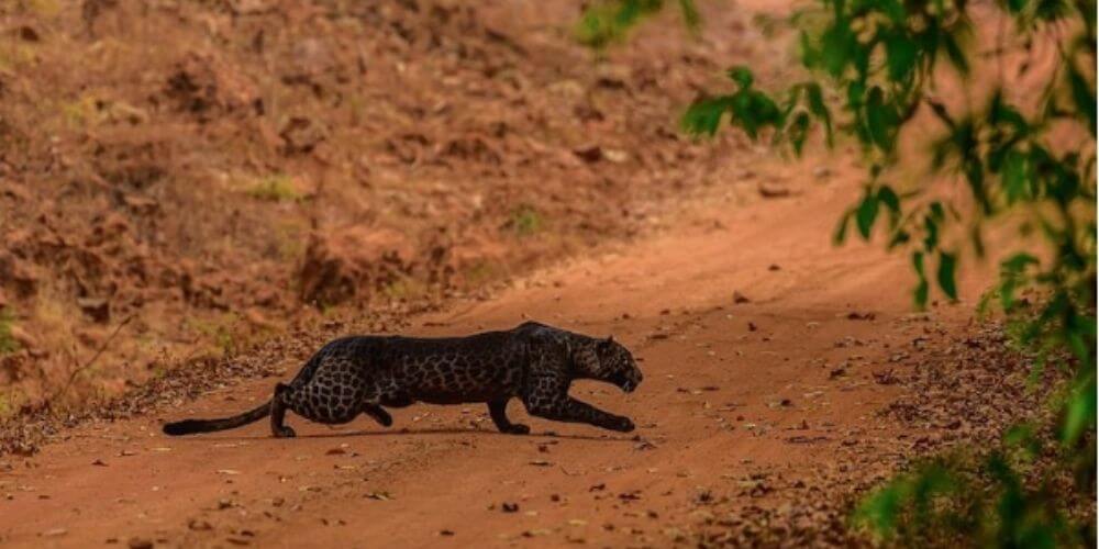 fotografo-captura-la-belleza-de-un-extraño-leopardo-negro-en-la-india-felino-cazando-movidatuy.com