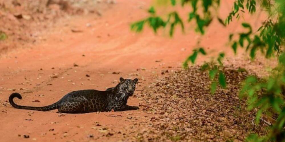 fotografo-captura-la-belleza-de-un-extraño-leopardo-negro-en-la-india-felino-india-selva-movidatuy.com