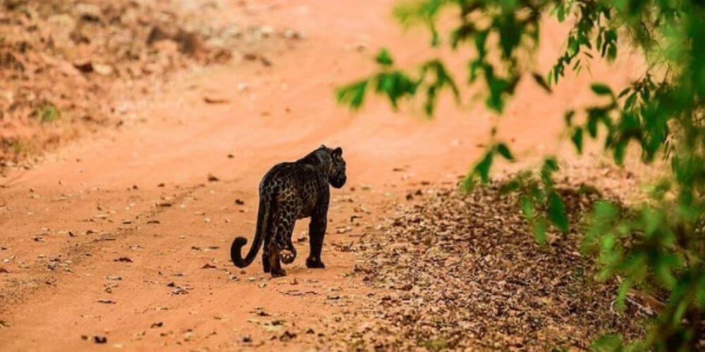 fotografo-captura-la-belleza-de-un-extraño-leopardo-negro-en-la-india-leopardo-caminando-movidatuy.com