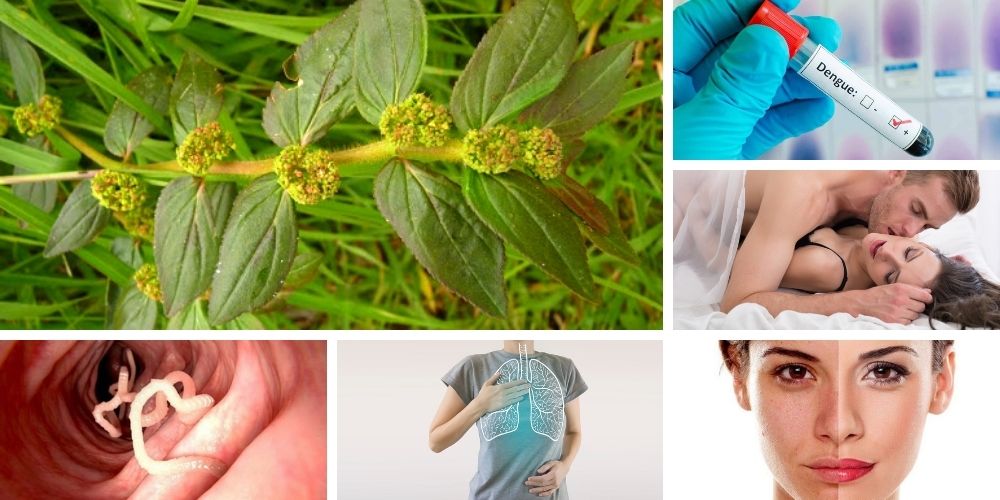 hierba-de-la-golondrina-que-es-caracteristicas-propiedades-beneficios-y-usos-medicinales-salud-movidatuy.com