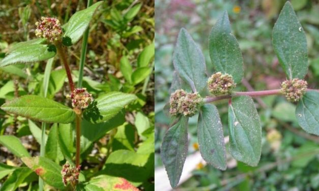 🌿 Hierba de la Golondrina: Qué es, características, propiedades, beneficios y usos medicinales 🌿