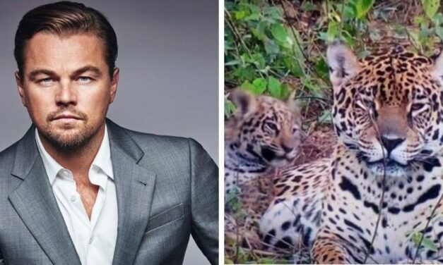 ✌️ Leo Di Caprio exige respeto para los jaguares y los defiende a capa y espada ✌️