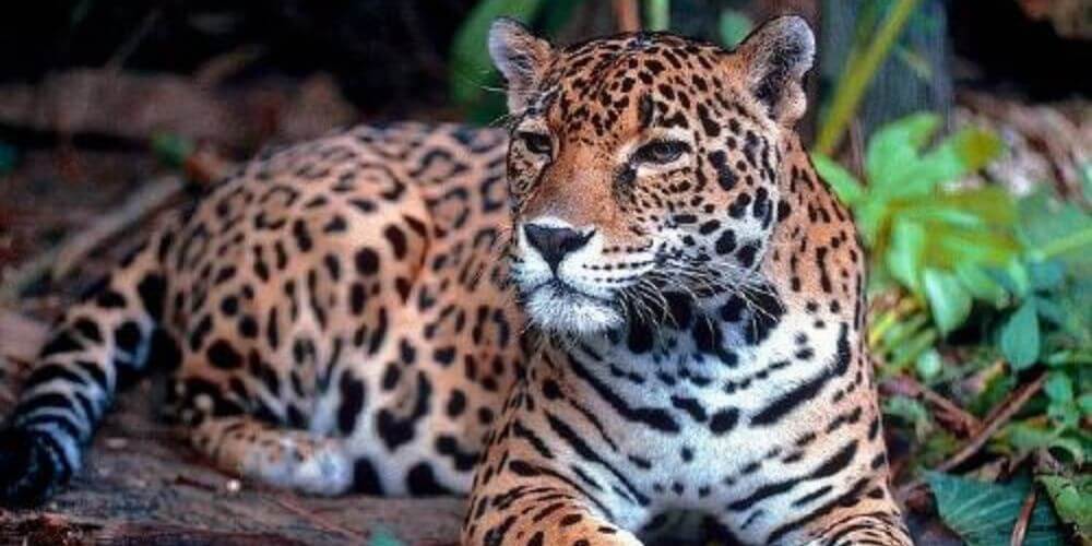 leo-di-caprio-exige-respeto-para-los-jaguares-y-los-defiende-a-capa-y-espada-jaguar-movidatuy.com