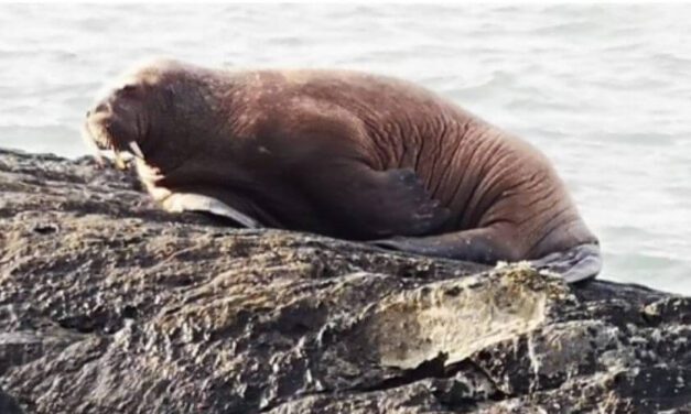 ✌️ Aparece una morsa en las costas de Irlanda por primera vez en 17 años ✌️