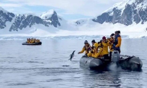 ✌️ Increíble momento en el que un pingüino saltó a un bote para salvar su vida ✌️