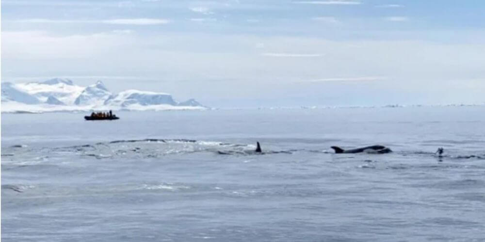 increible-momento-en-el-que-un-pingüino-salto-a-un-bote-para-salvar-su-vida-oceano-antartica-movidatuy.com