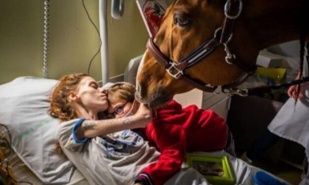 ✌️ Peyo es el caballo terapéutico que consuela a una madre con metástasis ✌️