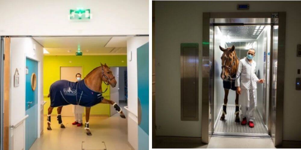 peyo-es-el-caballo-terapeutico-que-consuela-a-una-madre-con-metastasis-caballo-paseando-hospital-movidatuy.com