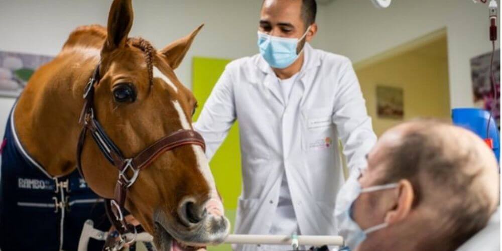 peyo-es-el-caballo-terapeutico-que-consuela-a-una-madre-con-metastasis-equino-paciente-enfermo-movidatuy.com