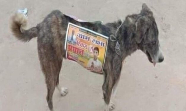 😮 En India los políticos usan a los perros callejeros para hacer campaña electoral 😮