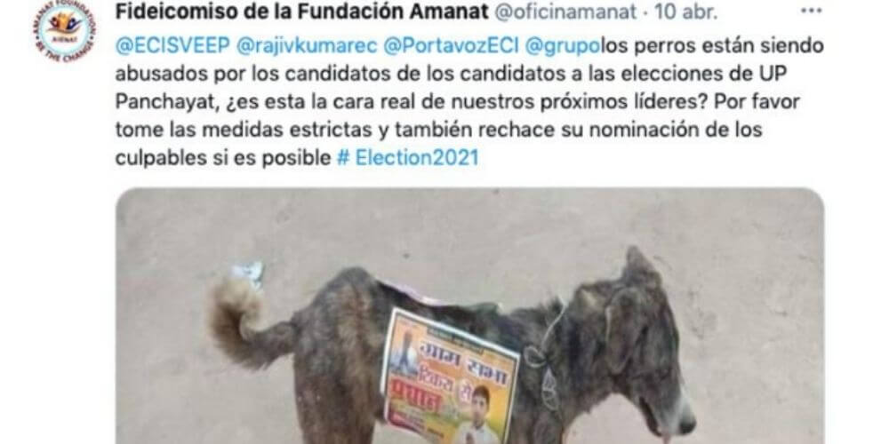 en-india-los-politicos-unas-a-los-perros-callejeros-para-hacer-campaña-electoral-denuncia-movidatuy.com