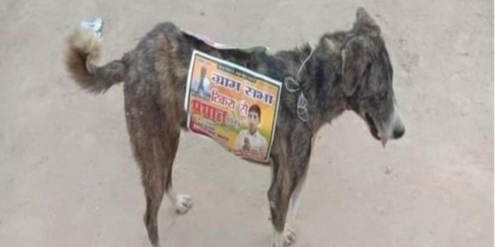 😮 En India los políticos usan a los perros callejeros para hacer campaña electoral 😮