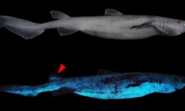 😮 En Nueva Zelanda vive el tiburón luminoso más grande del mundo 😮
