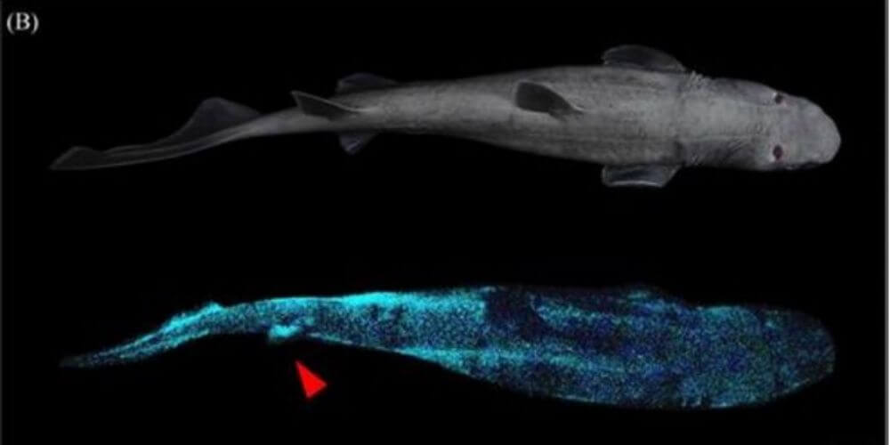 en-nueva-zelanda-vive-el-tiburon-luminoso-mas-grande-del-mundo-tiburon-brilla-oceano-movidatuy.com