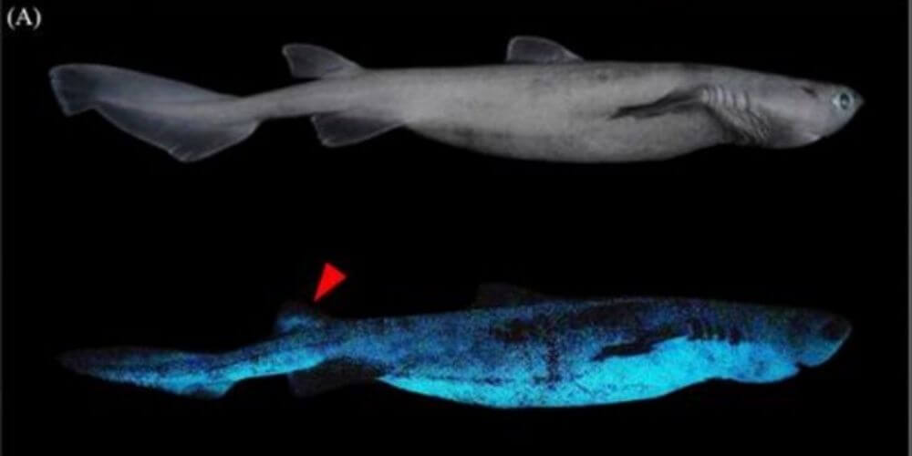 😮 En Nueva Zelanda vive el tiburón luminoso más grande del mundo 😮