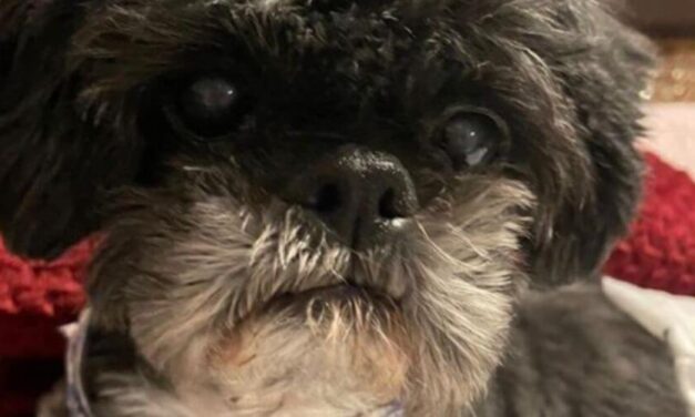 ✌️ Este perrito no podía caminar, ahora le llaman “Guizmo milagroso” ✌️