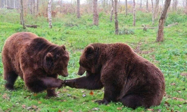 😮 Osos se vuelven tiernos debido a una extraña enfermedad que los hacen muy mansos 😮