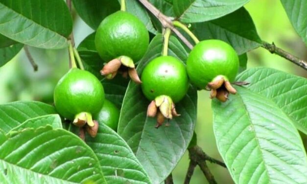 ✅ ¿Para qué sirve la hoja de guayaba? Conoce sus beneficios para salud ✅