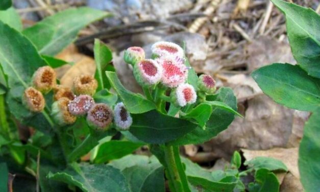 ✅ ¿Qué es la Yerba lucera? Una planta para los males estomacales ✅