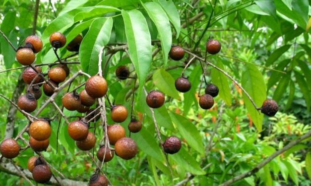 ✅ ¿Cómo lavar con Parapara? Un jabón natural y medicinal ✅