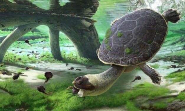 ✌️ Descubren en Madagascar a una nueva especie de tortuga prehistórica ✌️