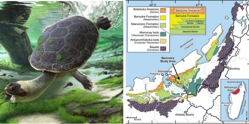 descubren-en-madagascar-a-una-nueva-especie-de-tortuga-prehistorica-mapa-ubicacion-tortuga-movidatuy.com