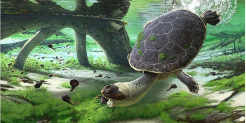 ✌️ Descubren en Madagascar a una nueva especie de tortuga prehistórica ✌️